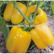 MSP061 Huangfu resistan virus enfermedad amarillo pimiento semillas híbrido f1